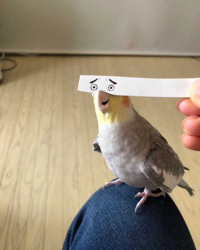 bird-with-funny-eyes-on-strip-of-paper