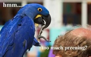 funny-parrot