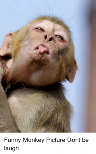 liat-funny-monkey-picture-dont-be-laugh
