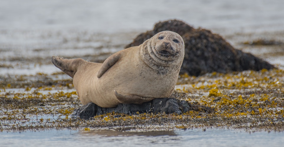selective focus photography of seal lying on ground-photography